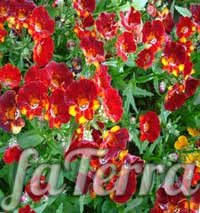 Квітучі рослини Немезія «Карнавал» фото
