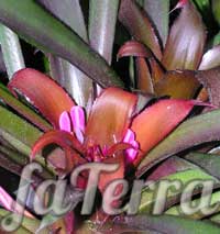 Нидулариум цветок - Нидуляриум пурпурный