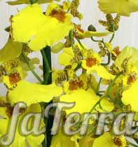Онцидіум жовтий - фото орхідея