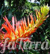 Растение Питкерния огненно-красная фото 