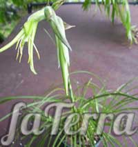 Пуйя дивовижна (Puya mirabilis)