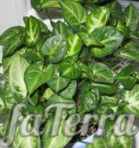 Сингониум пикси Фото - кругловатые листья