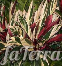 Строманта мультиколор фото - молитовна рослина