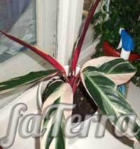 Строманта тріостар фото - молитовна рослина