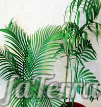 Цикас Румфа фото - растение хлебное дерево