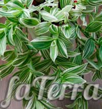 Домашняя Традесканция белоцветковая (Tradescantia albiflora)