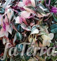 Традесканция полосатая фото - зелено-розовые листья
