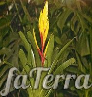 Вріезія кильовата фото (Vriesia carinata)
