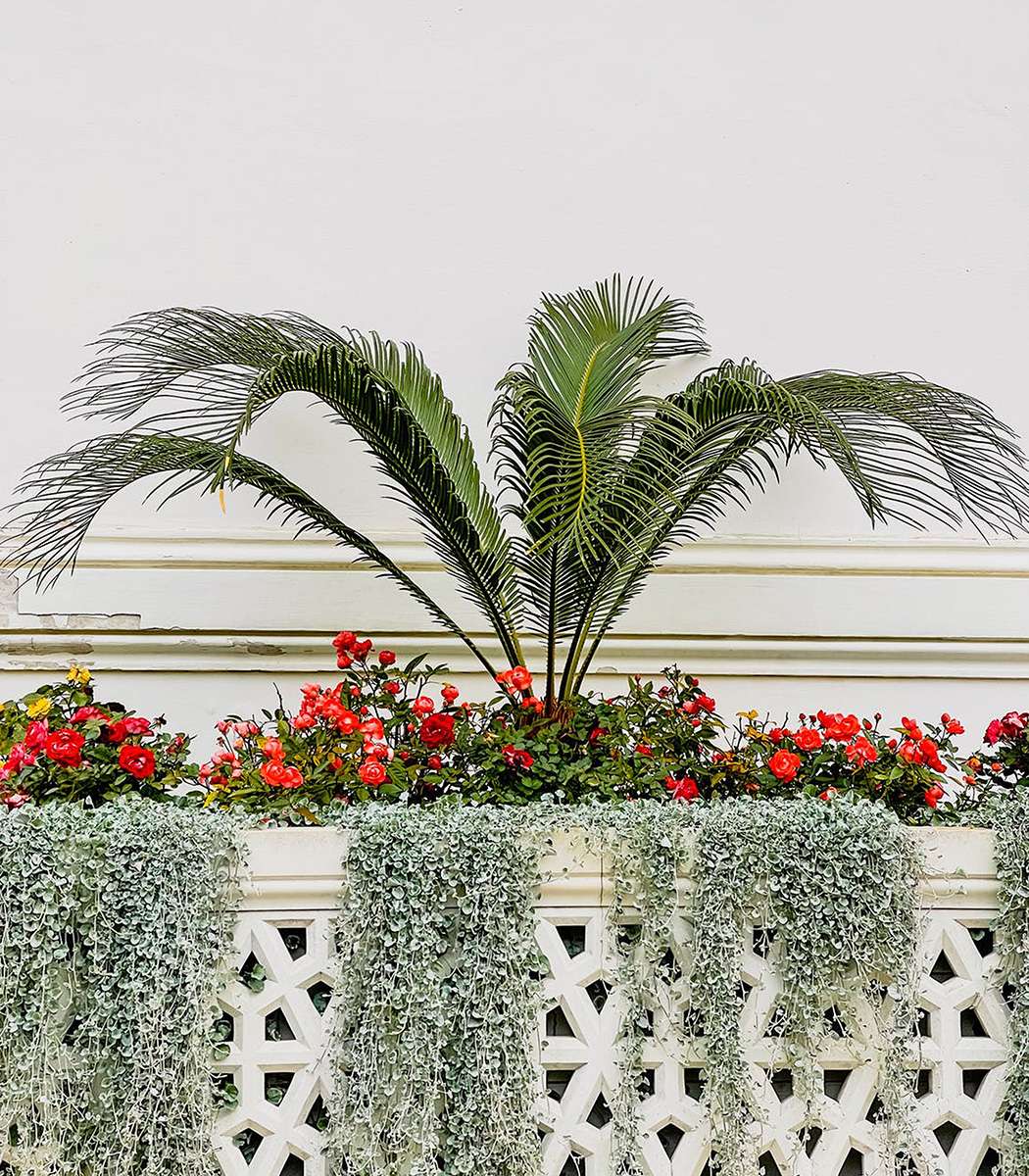 Jakie kwiaty sadzić na balkonie | Ogród na balkonie dla początkujących | Faterra