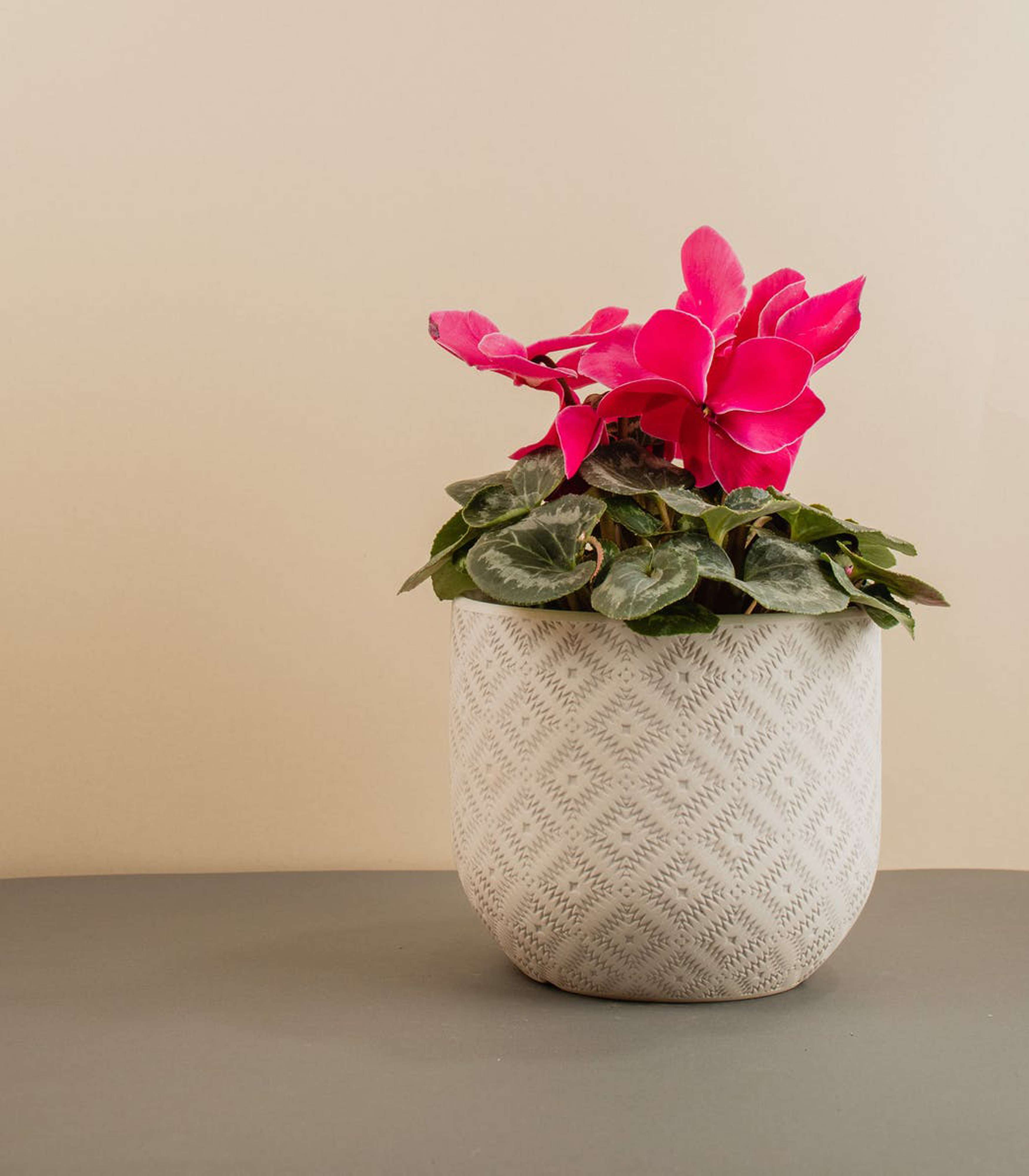 Cyclamen care at home with photo and video | Faterra