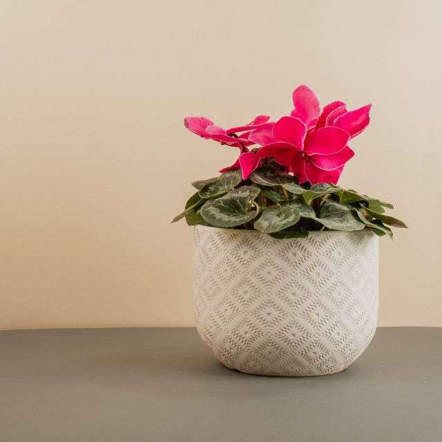 Home Cyclamen - flowering indoor plants