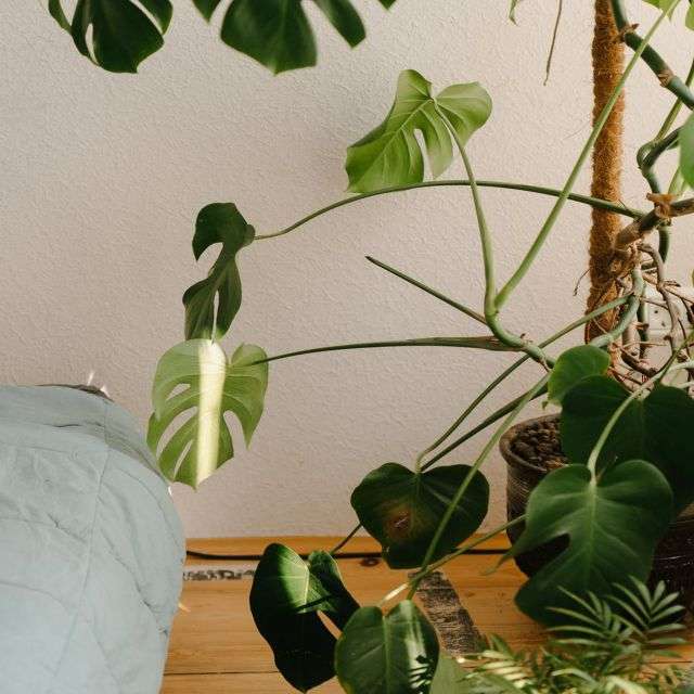 Комнатная Монстера - домашние растения с большими листами