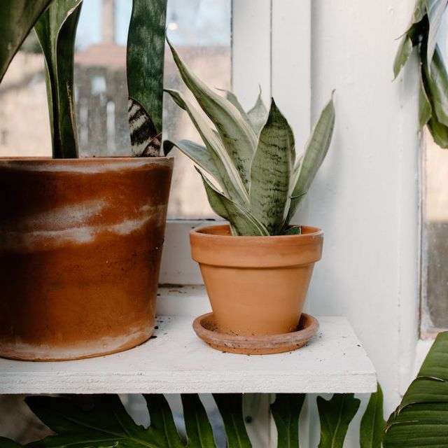 Flowerpot sansevieria - useful houseplants