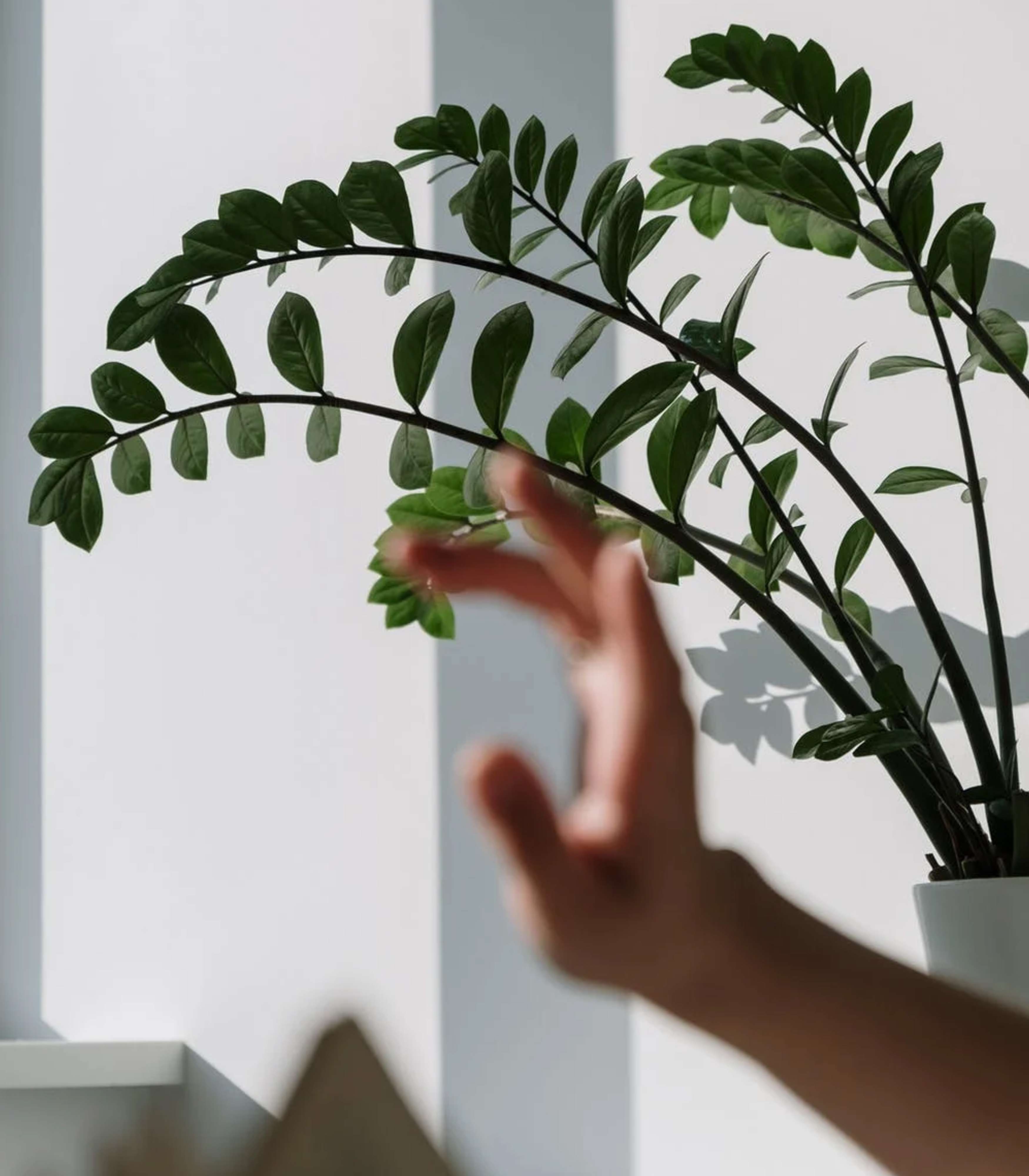 Zamioculcas - Plant care with photo and video | farra.com