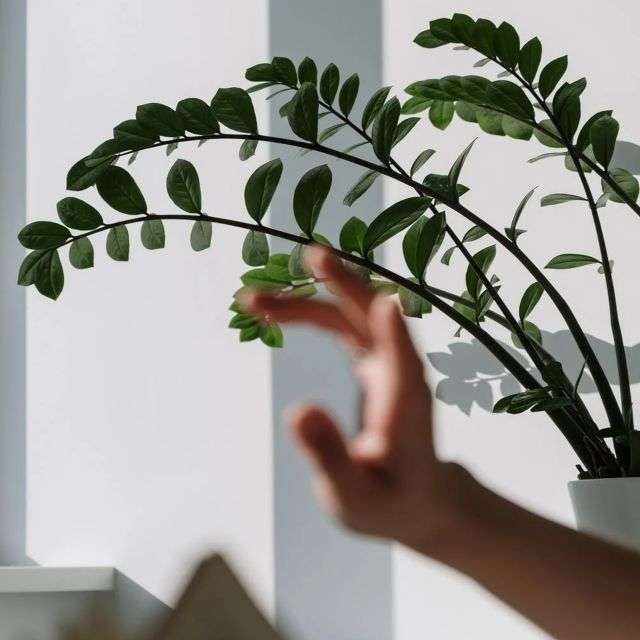 Замиокулькас – Растение праздника Китайского Нового года