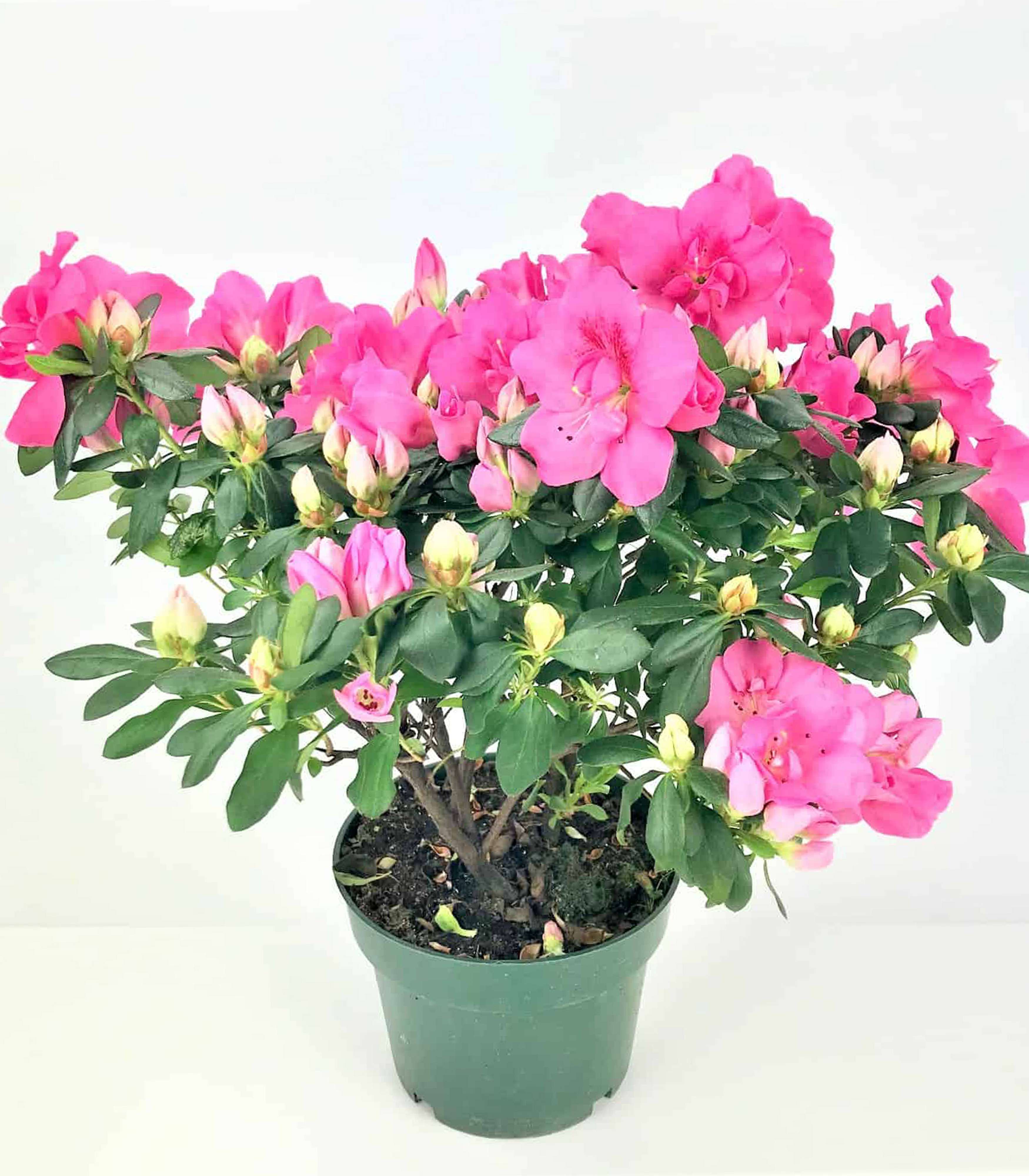 Azalee oder Rhododendron - Wachstumsbedingungen mit Foto/Video | farra.com