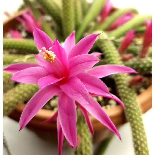 Blooming cacti - indoor succulents on the site Faterra