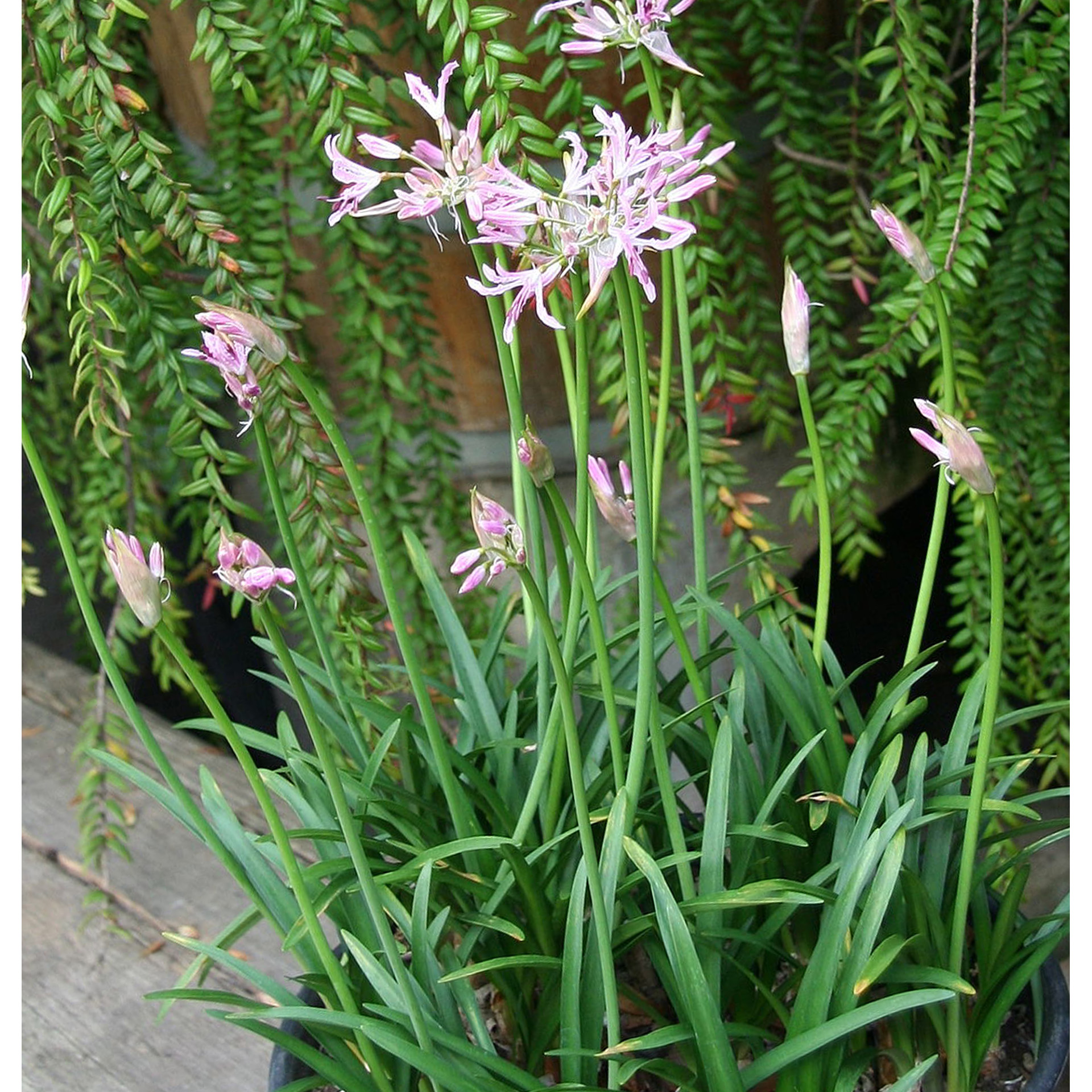 Nerine (spider lily flower) – home care | Faterra