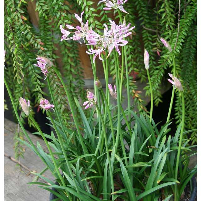 Sanfte Nerine - Blumen für Haus und Garten auf Faterra