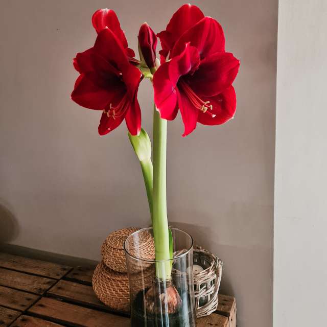 Амариліс - квітучі кімнатні рослини на Фатерра