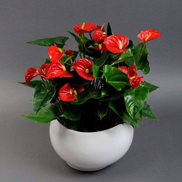 Квітучий антуріум - кімнатна квітка-фламінго