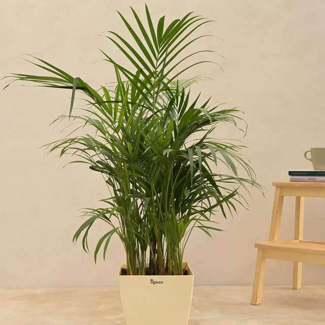 Самые быстрорастущие домашние растения - комнатные пальмы | Faterra