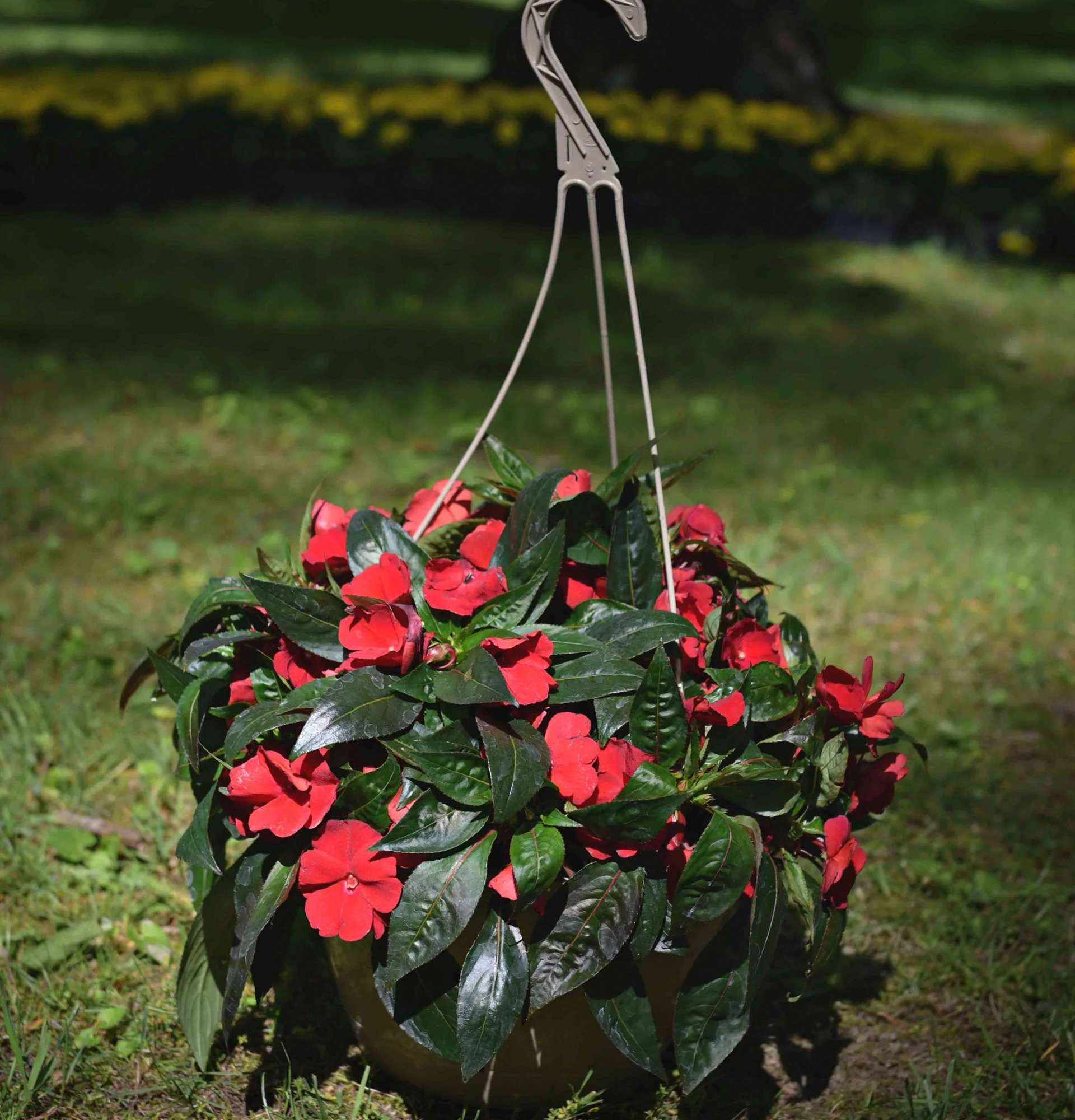 Бальзамин или огенек - цветущее комнатное растение  | faterra.com