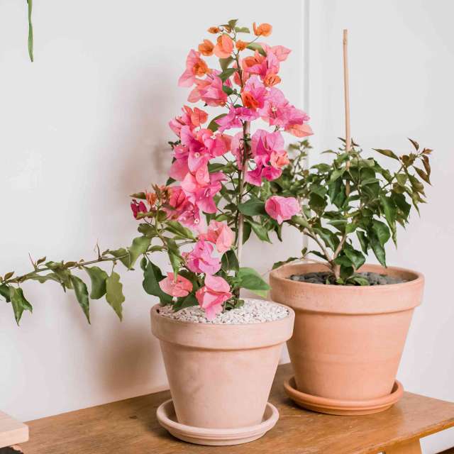 Бугенвиллея - цветущие комнатные и садовые растения на Фатерра