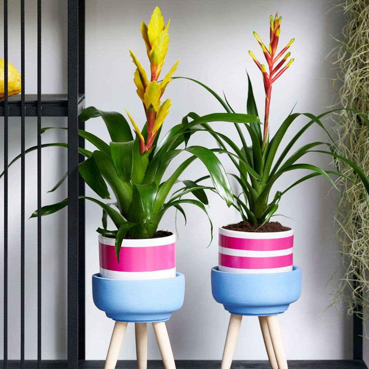 Бромелия - уход дома | Все о комнатных растениях на Фатерра