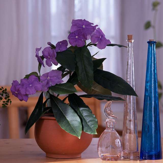 Brunfelsia-Flieder - Blütenpflanzen im Innenraum | Faterra