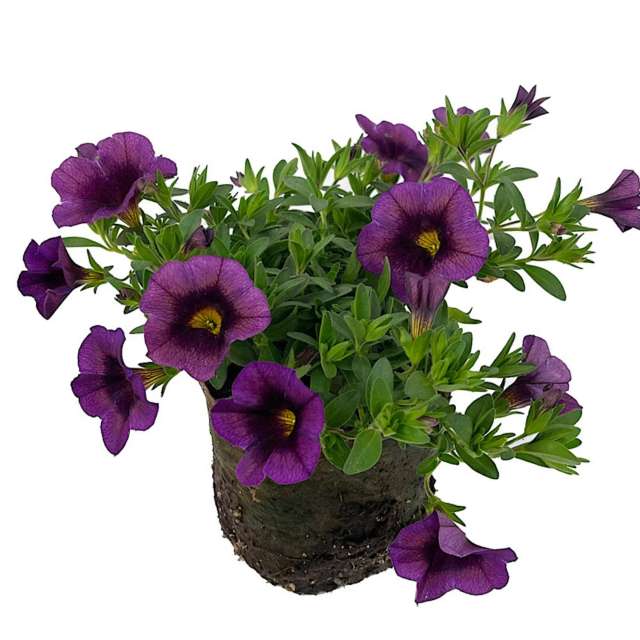 Фиолетовые цветы калибрахоа - садовые и домашние цветущие растения