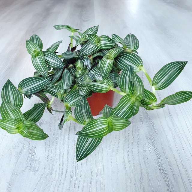 Callisia - a plant with green leaves in a white stripe