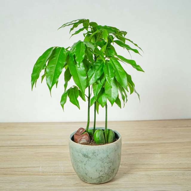 Dekoracyjne rośliny doniczkowe liściaste - małe drzewka | Faterra