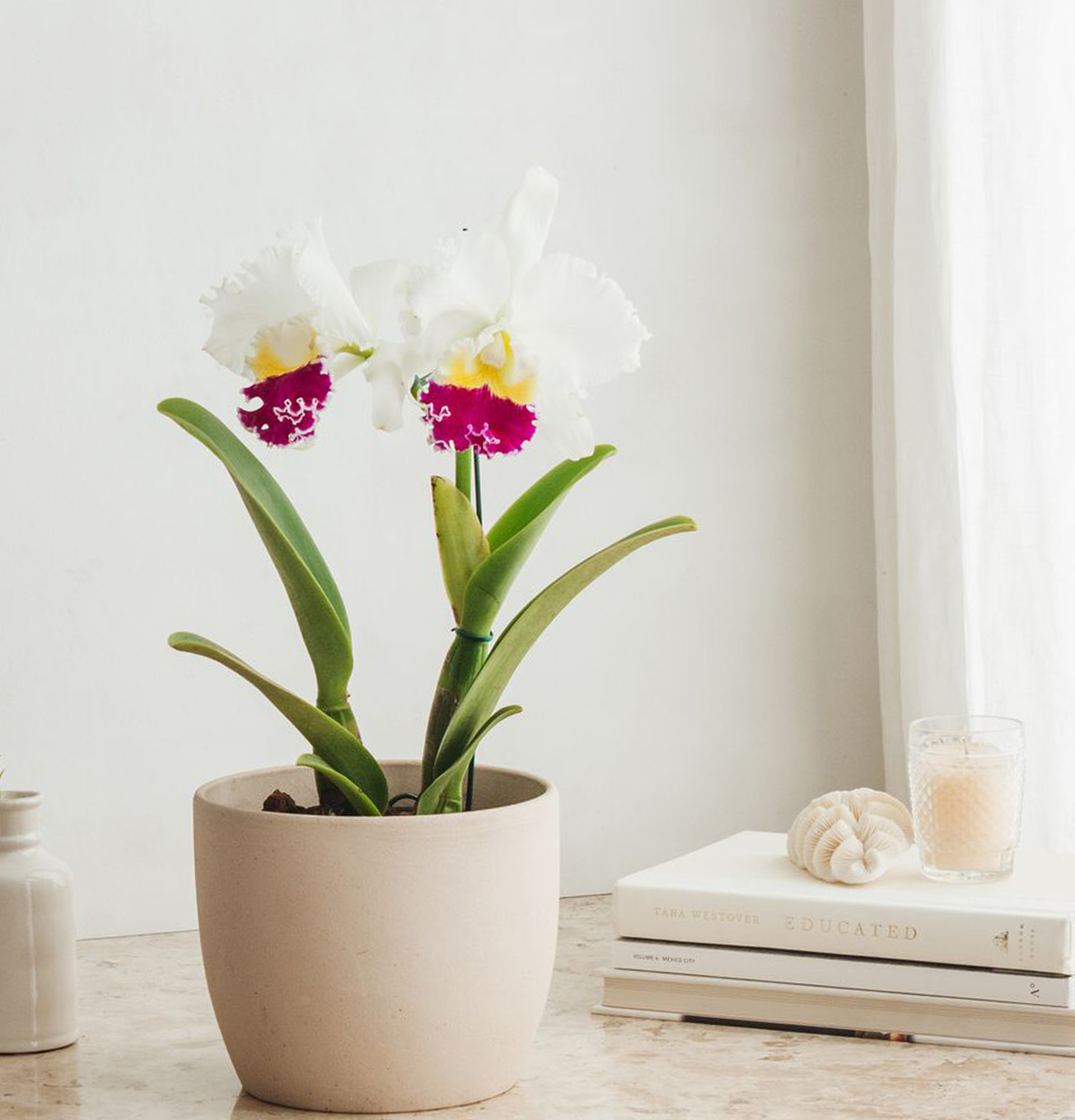 Orchidea Cattleya: pielęgnacja w domu na Faterra