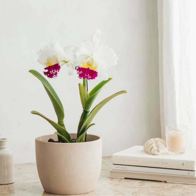 Delicate Cattleya orchids - flowering plants in the interior