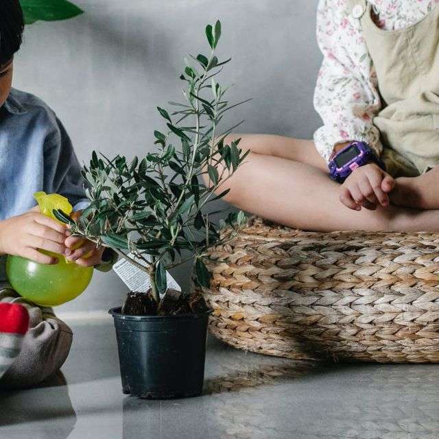 Zimmerpflanzen für Kinder. Gefährliche und sichere Blumen | Faterra