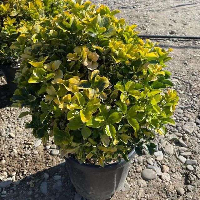 Potted Euonymus - decorative leafy plant on Faterra