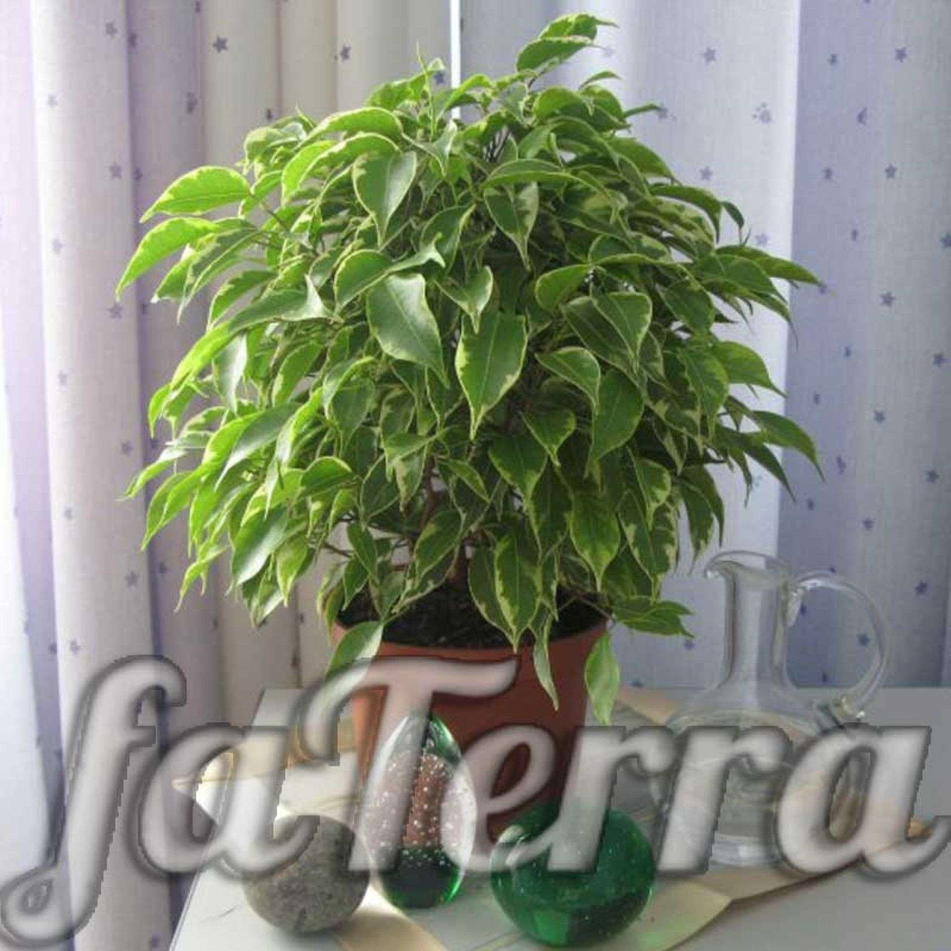 Фикус Бенджамина уход в домашних условиях с фото и видео | faterra.com