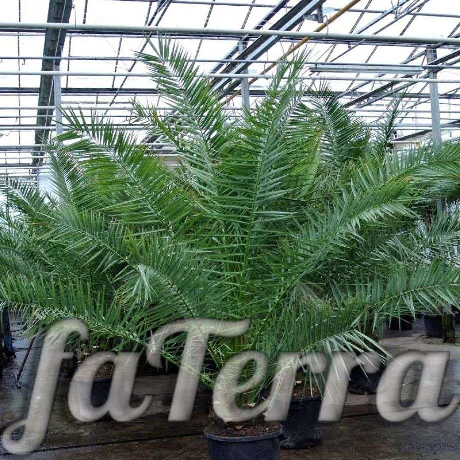 Финик Канарский фото, размножение и уход в домашних условиях | faterra.com