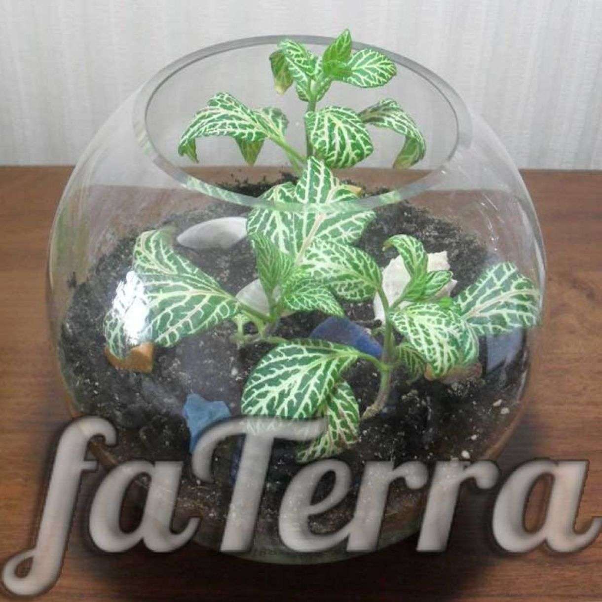 Фиттония - уход в домашних условиях: размножение | faterra.com