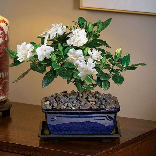 Gardenia pokojowa - kwitnące rośliny domowe