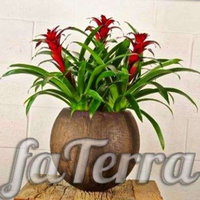 Flowerpot Gusmania - blooming bright houseplants | Faterra