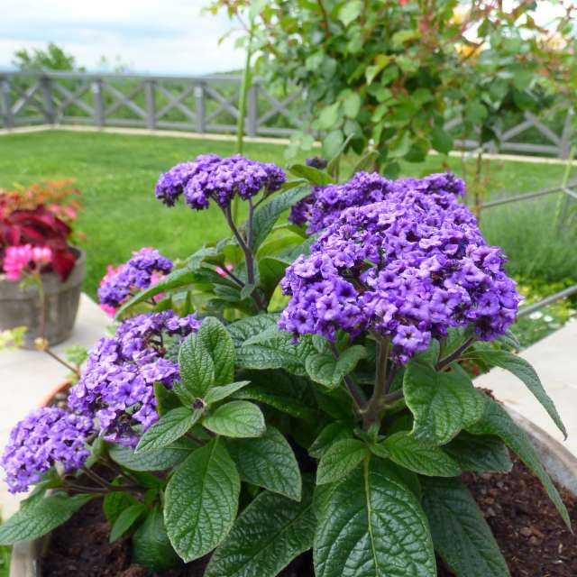 Flowerpot Violet Heliotrope on the balcony | Faterra