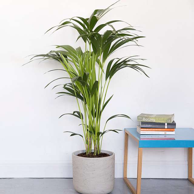 Великі кімнатні рослини - Які бувають домашні пальми?
