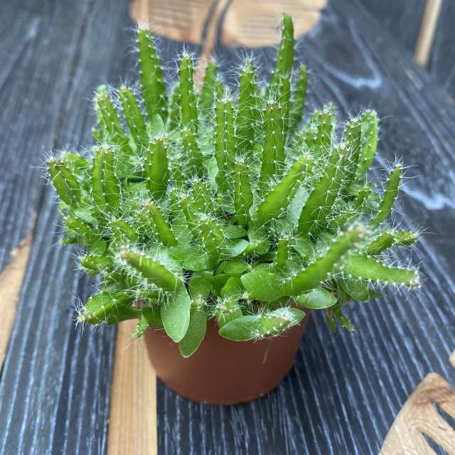 Light green cacti - succulent plants with thorns