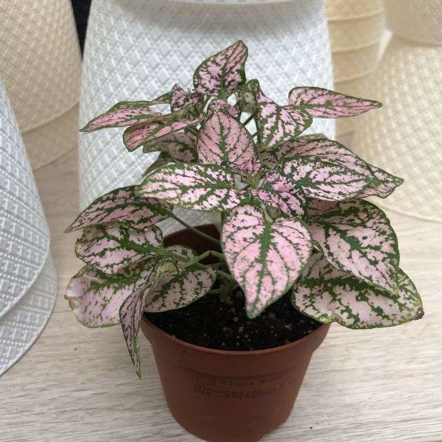 Hypoestes care at home photo
