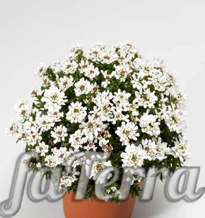 Иберис: фото, выращивание в домашних условиях | Комнатные цветы Фатерра