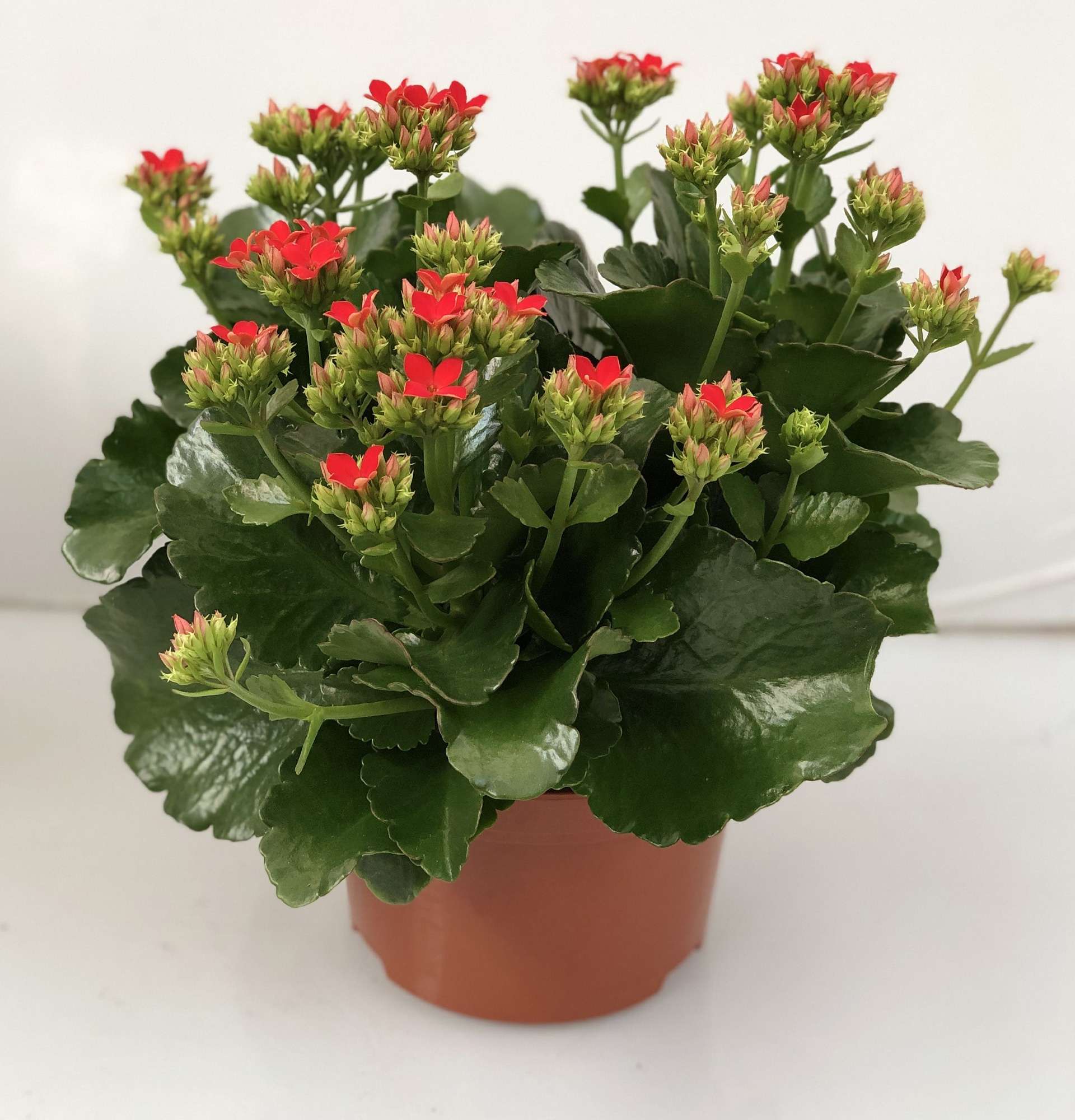Kalanchoe - room doctor! Tree of life care with photo and video | farra.com