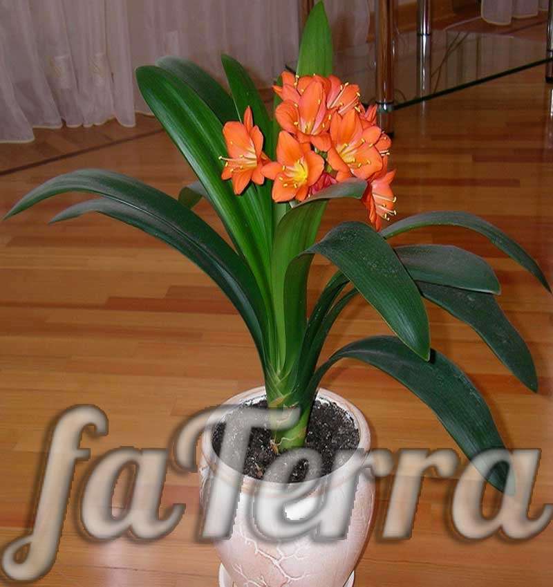 Цветок Кливия – особенности ухода, размножение и пересадка | faterra.com