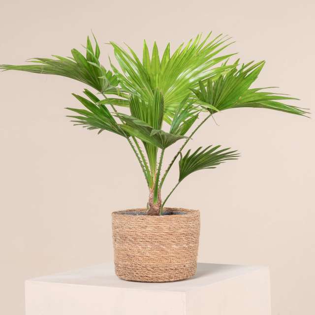 Комнатные пальмы - большие домашние растения на Фатерра